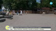 „Градски ушат шоурум” в центъра на София радва малки и големи