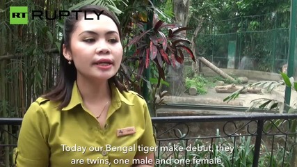 Бенгалска тигрица ражда две тигърчета, едно бяло и едно оранжево