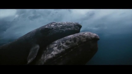 Big Miracle A Look Inside Featurette Official 2012 [hd] - Drew Barrymore