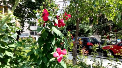 Vid_20150812_151115