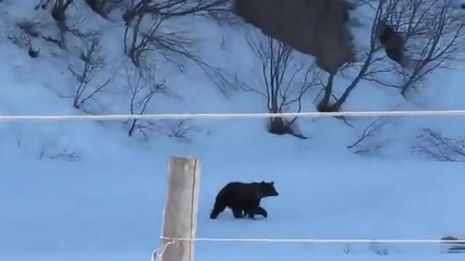 Баба Зина прогонва мечка