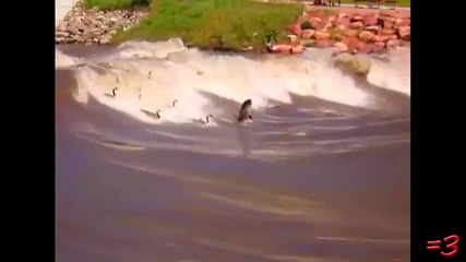 [rwj] Schindlers Geese [bg]