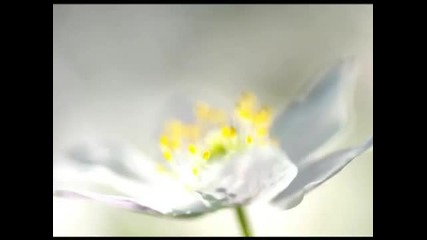 Un Cigno Tra I Fiori Musica Classica - Okashiro