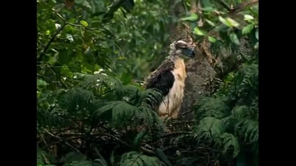 Най - високият орел в света - Филипинският горски орел !