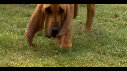Dogs 101 - Bloodhound