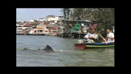Giant River Stingrays Found - - National Geographic.flv