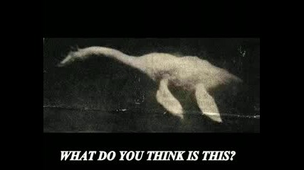 Top 10 Weird Animals