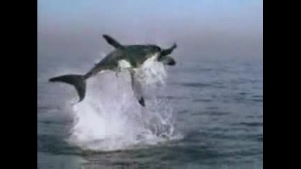 Shark Attack 