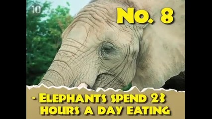 Top 10 Bizarre Facts About Animals