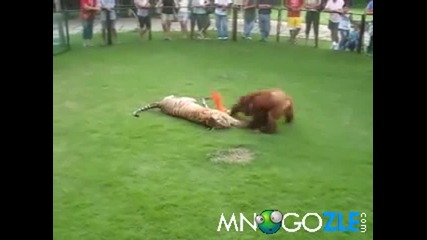 Тигър и орангутан си играят