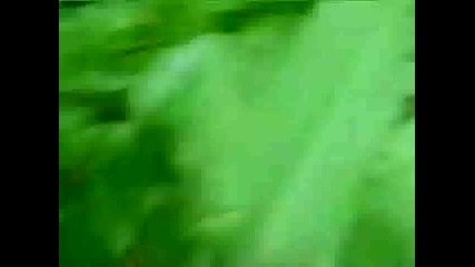 The Worlds Most Shocking Bigfoot Videos - 2 (смях)