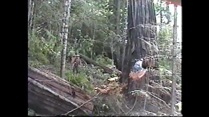 Falling Old Growth Redwood. Humboldt County Ca 2002 - Youtube