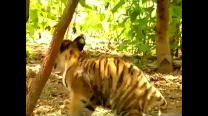 Monkey taunts tigers
