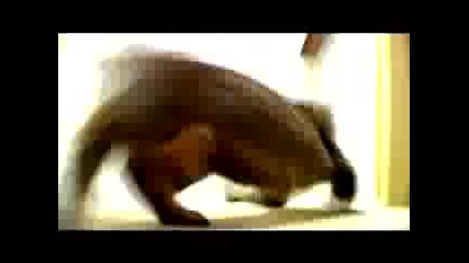 Cory Willams - Mean Kitty Song