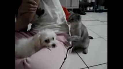 Забавно коте удря куче