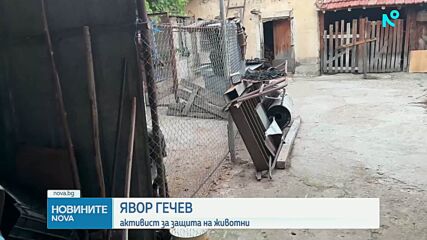 Кане корсо: Кога внушителният пазач се превръща в опасност?