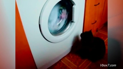 Котка изпада в шок от автоматична пералня