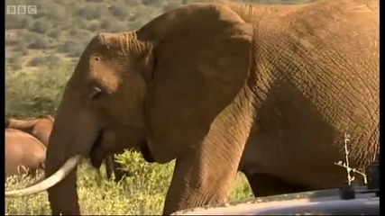 Elephant with a broken leg - Bbc 
