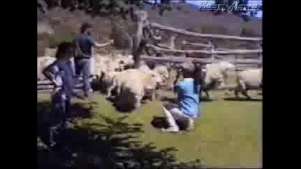 Овцата му разказа играта