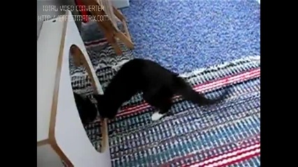 Котка води битка с огледало-смях