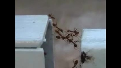 Мравки строят мост