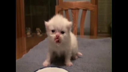 Бебче котенце сладко пие млекце