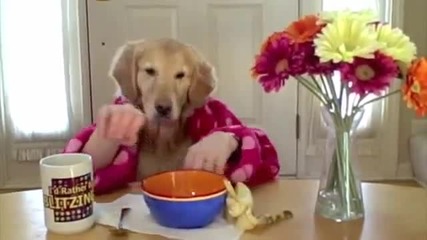 100% Смях 