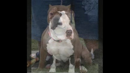 Mойте Pit Bulli