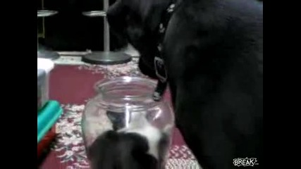 Коте скрито Във Ваза Дразни Куче.смях 
