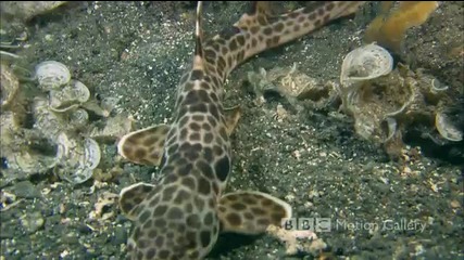 Bbcmotion Gallery - Life in the Blue (hd) 1080p