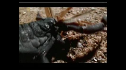 Най - Опасните Животни В Света - Амазония, Част 3.flv