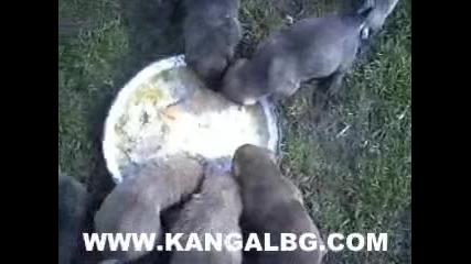 Turkish Kangal, Кангал www.kangalbg.com 