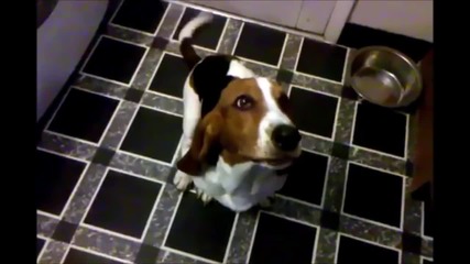 Funny Basset Hound Compilation.