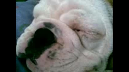 Angliiski Buldog
