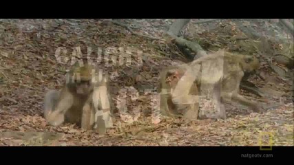 Baboons:крадци на храна