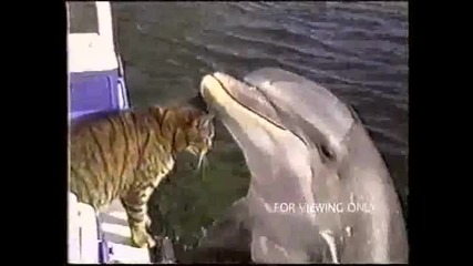 Коте и делфин в сладък диалог