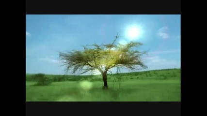 Sheila Chandra - Wings of Dawn