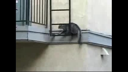 Котката Spider Man