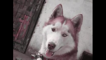 Рекси 