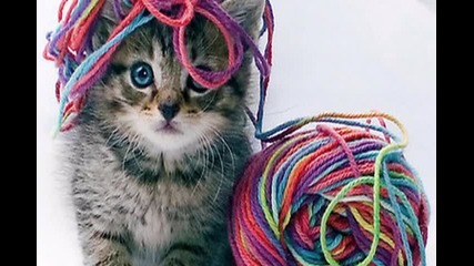 Sweet animals --h