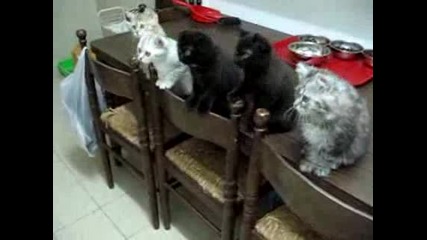 Сладки Котенца