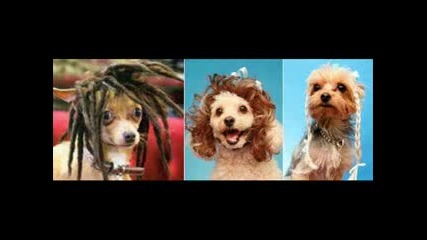 Funny Animals 