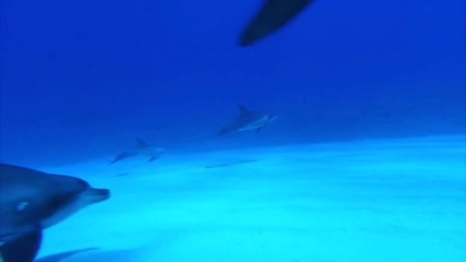 Красотите на Света!!! - Underwater ~