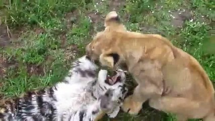 Baby Lion & Tiger playing