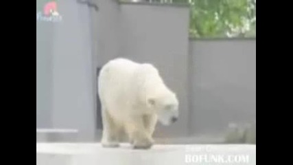 Танца на Полярната Мечка