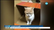 Нацупената Коюки – една от най-грозните котки