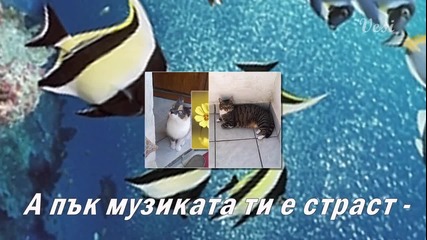 котешки истории-веселина димова