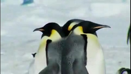 Релаксиране с пингвини