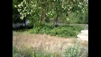 на главичка в храста