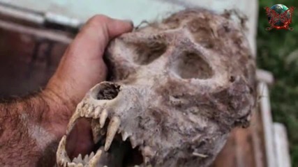 Селянин намери в Македония череп на български върколак запечатан в сандък